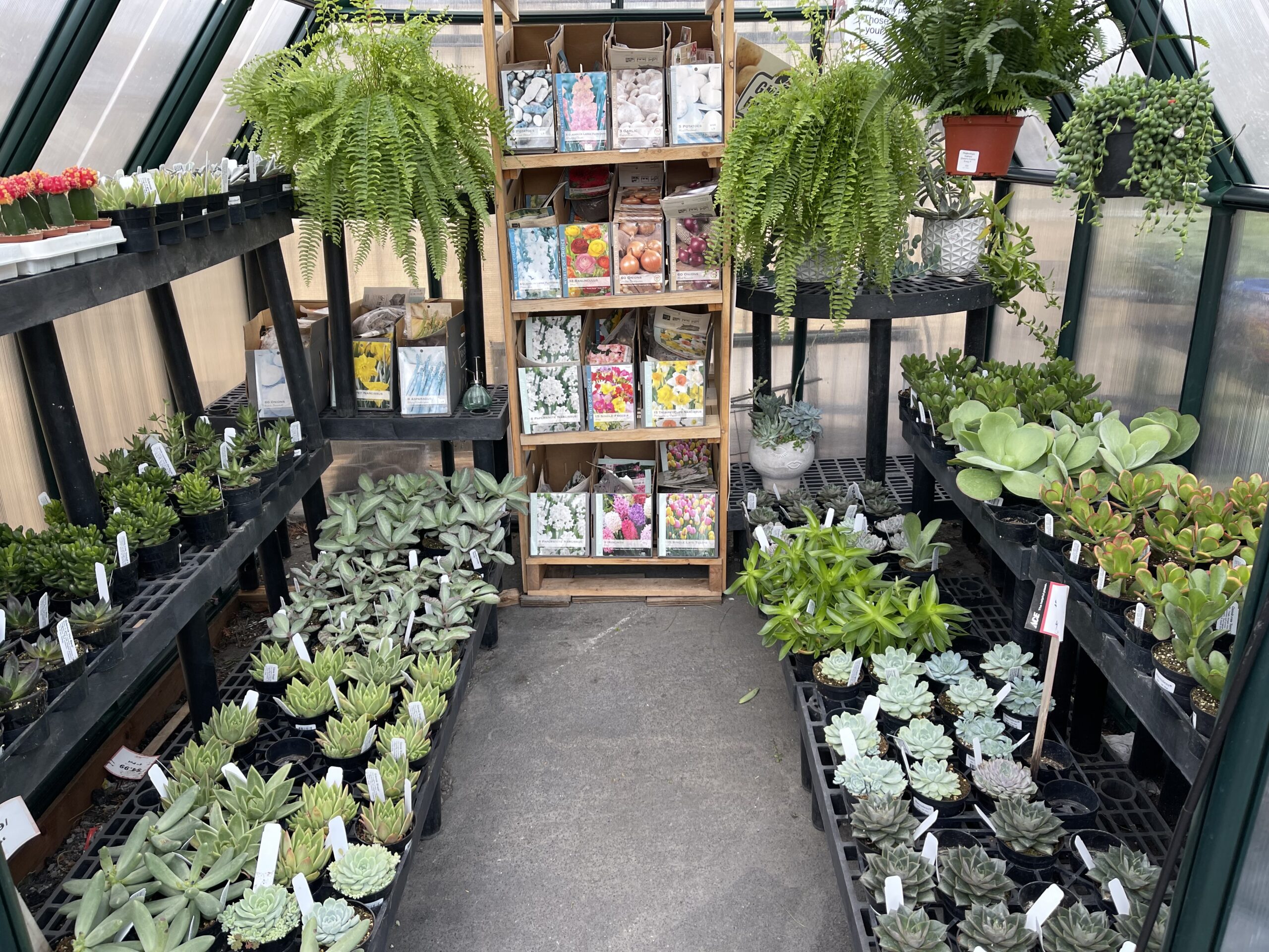 Greenhouse Succulents