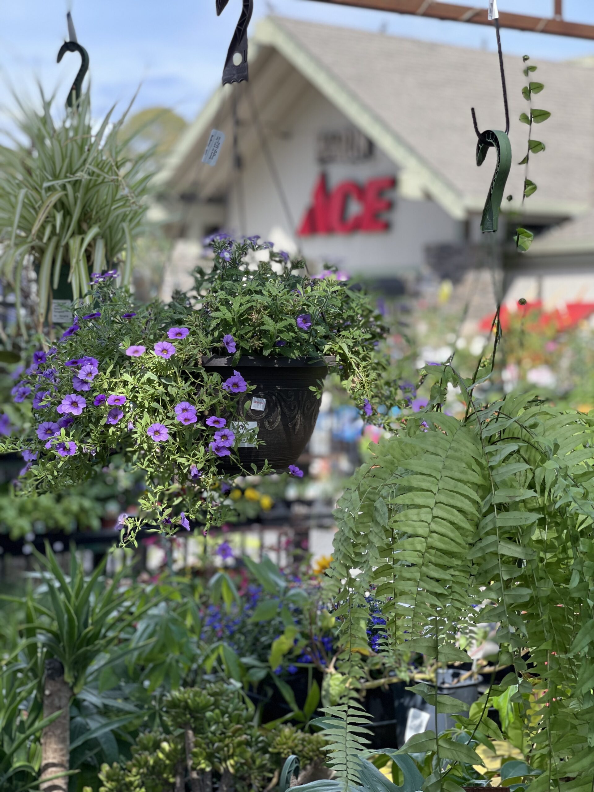 Marin Ace hanging plants