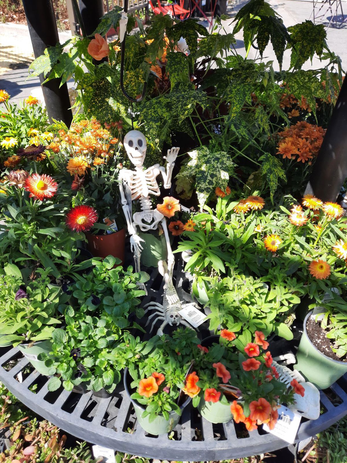 Halloween garden skeleton