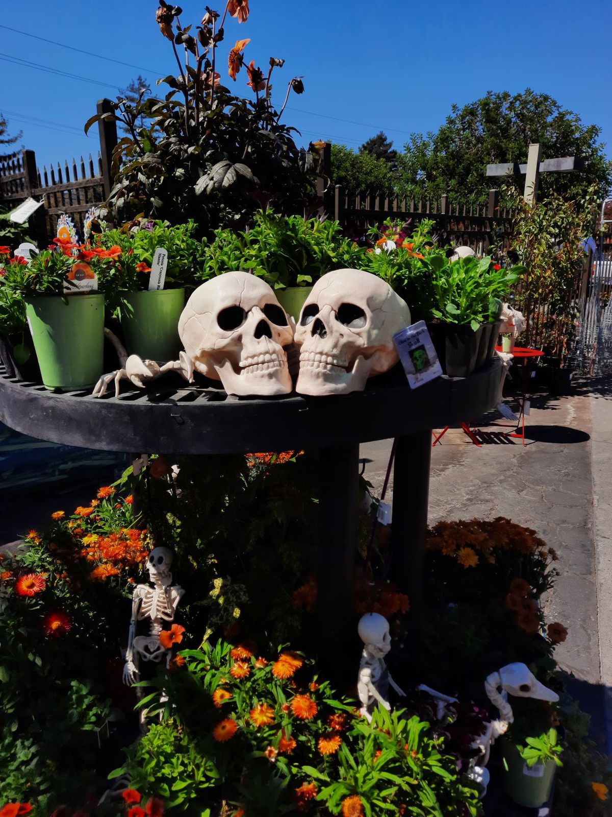 Halloween garden skulls