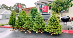 We have fresh Christmas Trees!